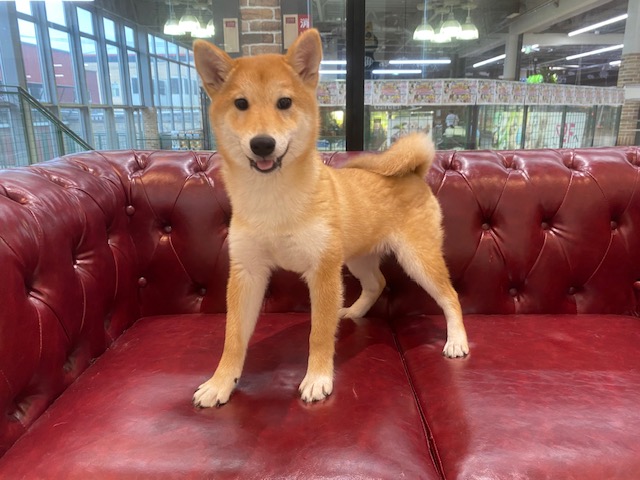 茨城県の柴犬(標準サイズ) (OneBuddy佐原東店/2026年1月23日生まれ/女の子/赤)の子犬の4枚目の画像