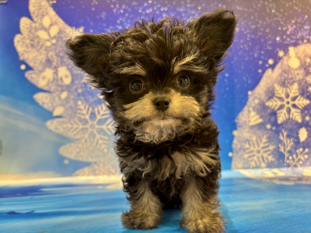 栃木県のチワマル/マルチワ(チワワ×マルチーズ) (ペッツワン小山店/2026年1月22日生まれ/男の子/ブラックタン)の子犬の1枚目の画像