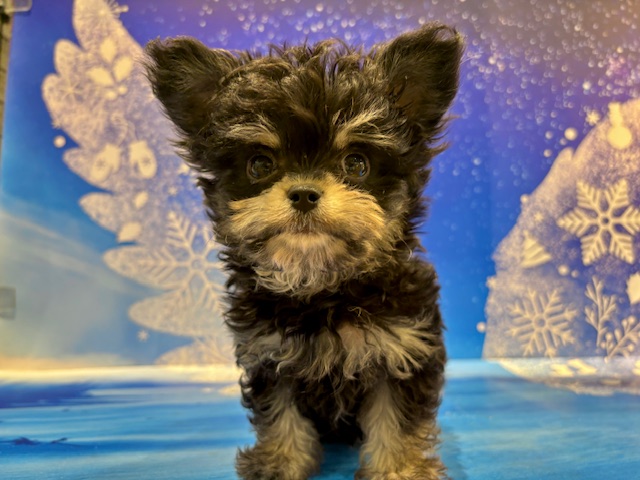 栃木県のチワマル/マルチワ(チワワ×マルチーズ) (ペッツワン小山店/2026年1月22日生まれ/男の子/ブラックタン)の子犬の3枚目の画像