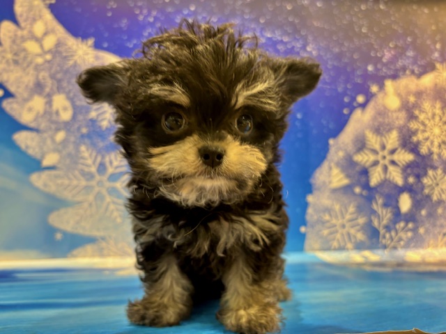 栃木県のチワマル/マルチワ(チワワ×マルチーズ) (ペッツワン小山店/2026年1月22日生まれ/男の子/ブラックタン)の子犬の4枚目の画像