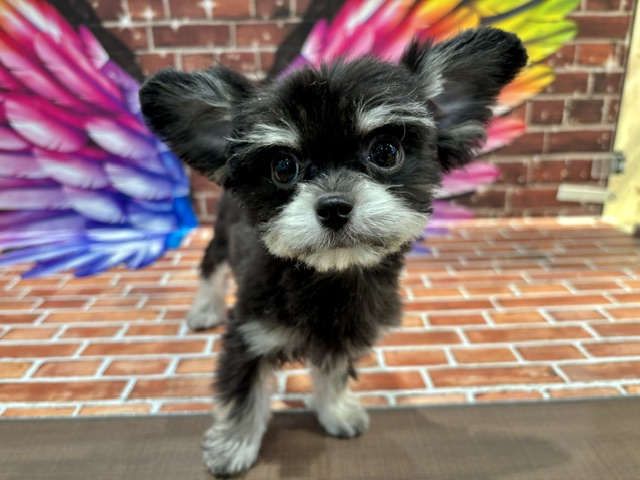 栃木県のチワマル/マルチワ(チワワ×マルチーズ) (ペッツワン小山店/2026年1月22日生まれ/男の子/ブラックタン)の子犬の1枚目の画像