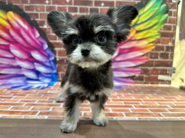 栃木県のチワマル/マルチワ(チワワ×マルチーズ) (ペッツワン小山店/2026年1月22日生まれ/男の子/ブラックタン)の子犬の2枚目の画像