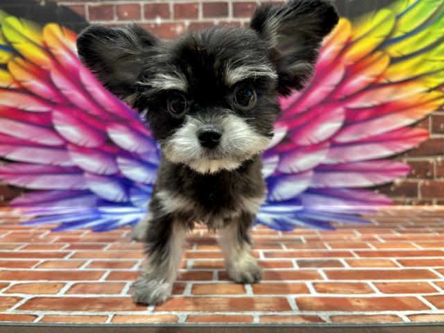 栃木県のチワマル/マルチワ(チワワ×マルチーズ) (ペッツワン小山店/2026年1月22日生まれ/男の子/ブラックタン)の子犬の3枚目の画像