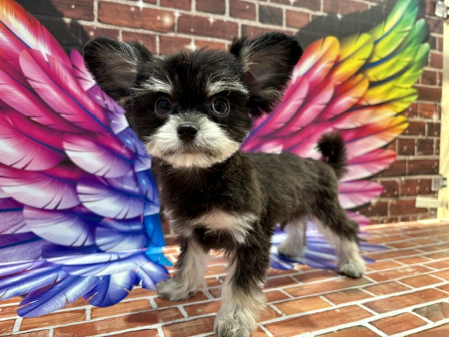 栃木県のチワマル/マルチワ(チワワ×マルチーズ) (ペッツワン小山店/2026年1月22日生まれ/男の子/ブラックタン)の子犬の4枚目の画像