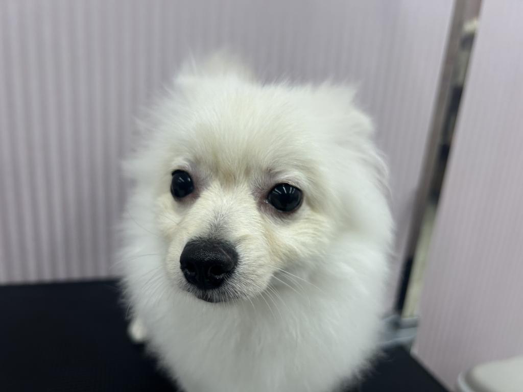 埼玉県のポメラニアン (OneBuddy南越谷店/2026年1月24日生まれ/男の子/クリーム)の子犬の2枚目の画像