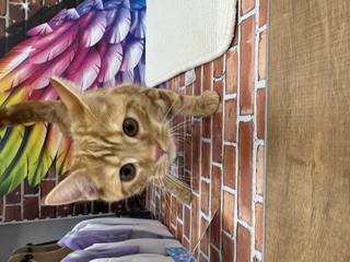 東京都のアメリカンショートヘアー (OneBuddy仙川店/2026年2月8日生まれ/男の子/レッドタビー)の子猫の3枚目の画像