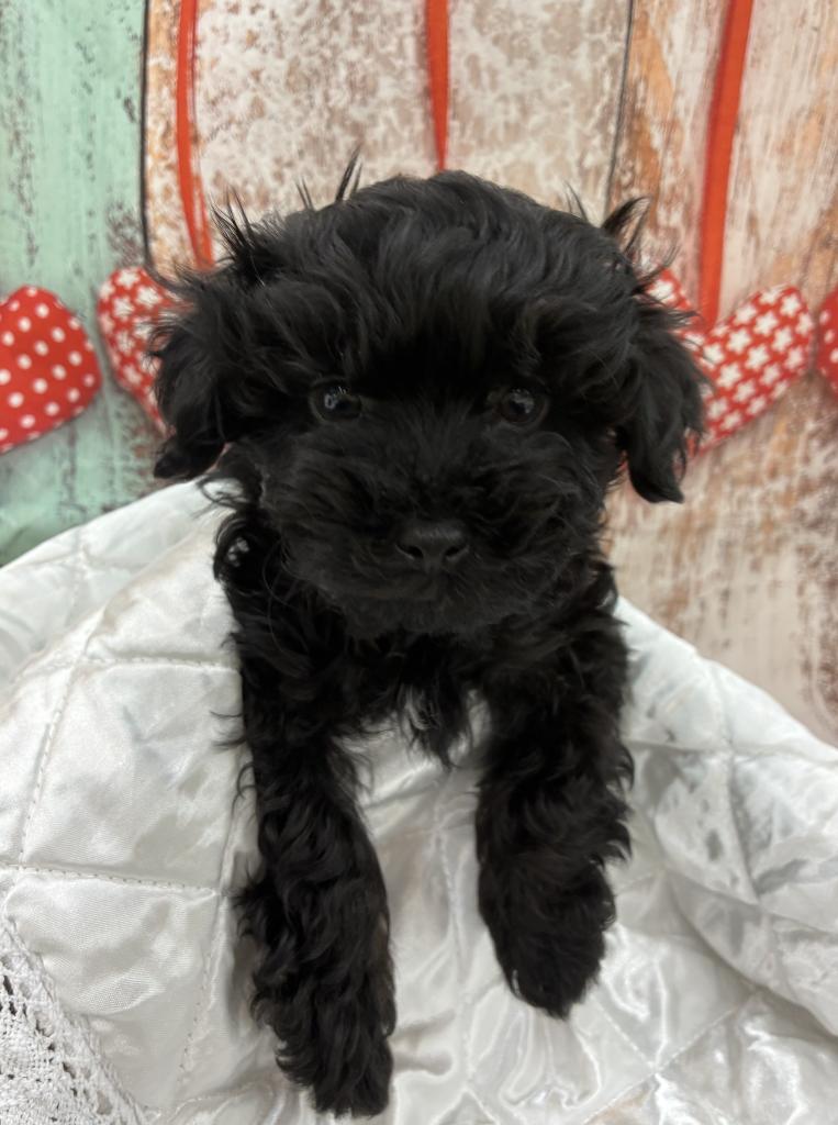 北海道のマルプー(マルチーズ×プードル) (ジャパンペッツトレーディング伏古店/2026年1月10日生まれ/男の子/ブラック)の子犬の1枚目の画像