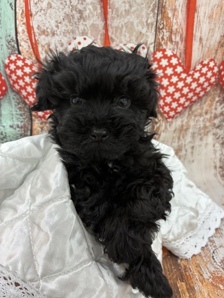 北海道のマルプー(マルチーズ×プードル) (ジャパンペッツトレーディング伏古店/2026年1月10日生まれ/男の子/ブラック)の子犬の2枚目の画像