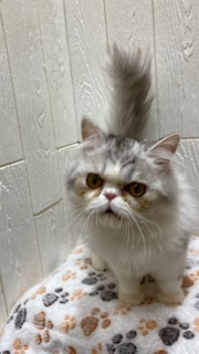 東京都のエキゾチック (OneBuddy仙川店/2026年1月24日生まれ/男の子/シルバータビー)の子猫の2枚目の画像