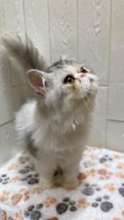 東京都のエキゾチック (OneBuddy仙川店/2026年1月24日生まれ/男の子/シルバータビー)の子猫の3枚目の画像