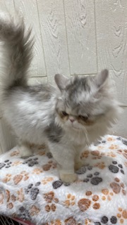 東京都のエキゾチック (OneBuddy仙川店/2026年1月24日生まれ/男の子/シルバータビー)の子猫の4枚目の画像