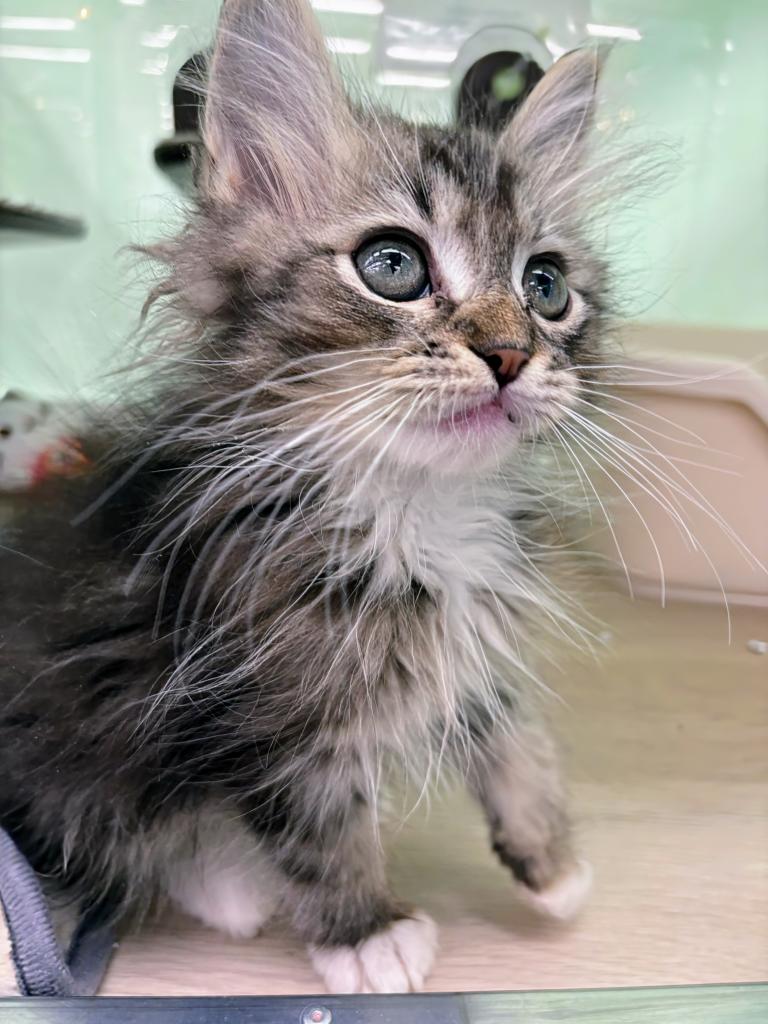 北海道のサイベリアン (ジャパンペッツトレーディング屯田店/2026年1月2日生まれ/男の子/ブラウンタビーホワイト)の子猫の3枚目の画像