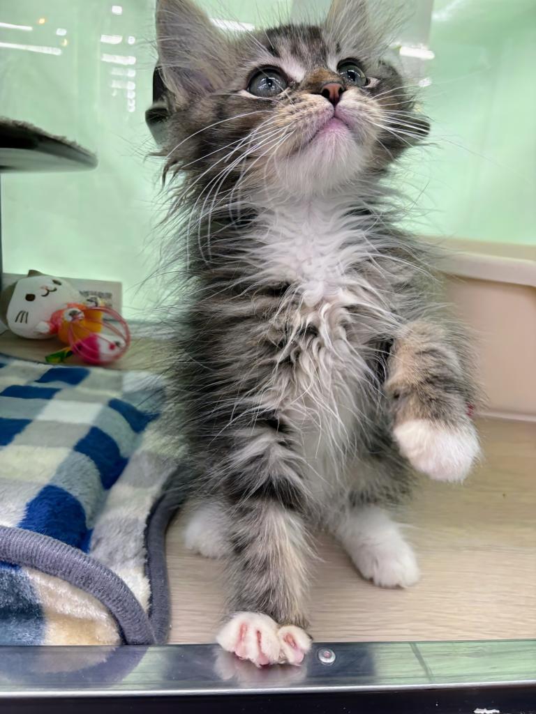 北海道のサイベリアン (ジャパンペッツトレーディング屯田店/2026年1月2日生まれ/男の子/ブラウンタビーホワイト)の子猫の4枚目の画像