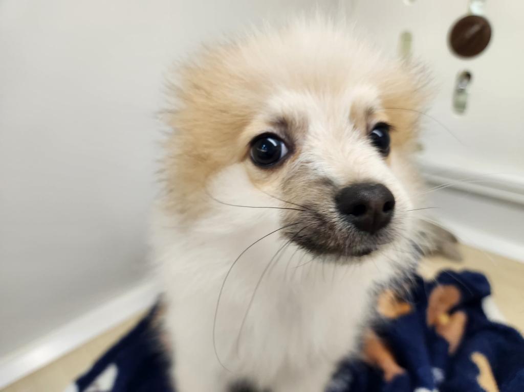 埼玉県のポメラニアン (OneDo吹上店/2026年1月16日生まれ/男の子/パーティーカラー)の子犬の3枚目の画像