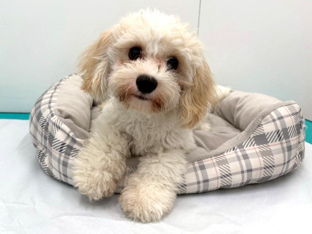 栃木県のハーフ犬・ミックス犬 (ペッツワン宇都宮平出店/2026年1月7日生まれ/男の子/ブレンハイム)の子犬
