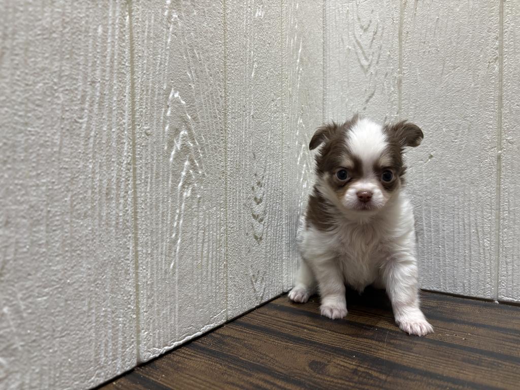 東京都のポメチワ/チワポメ/ポメチー(ポメラニアン×チワワ) (OneBuddy仙川店/2026年1月22日生まれ/男の子/チョコレートタンホワイト)の子犬の1枚目の画像