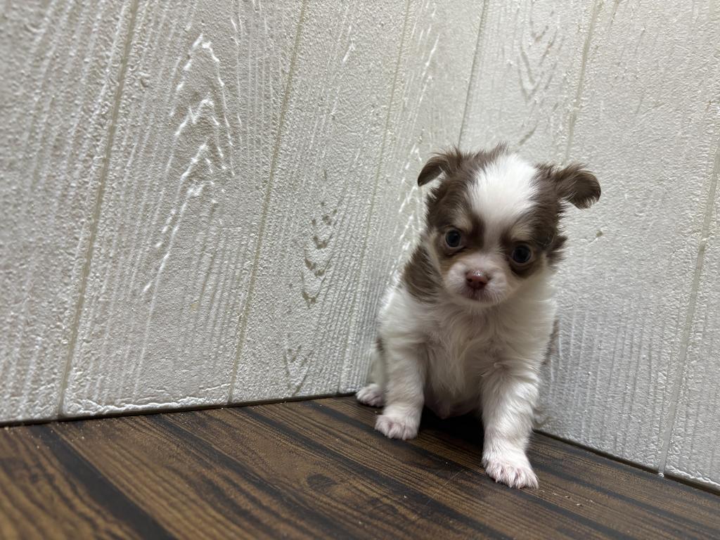 東京都のポメチワ/チワポメ/ポメチー(ポメラニアン×チワワ) (OneBuddy仙川店/2026年1月22日生まれ/男の子/チョコレートタンホワイト)の子犬の2枚目の画像