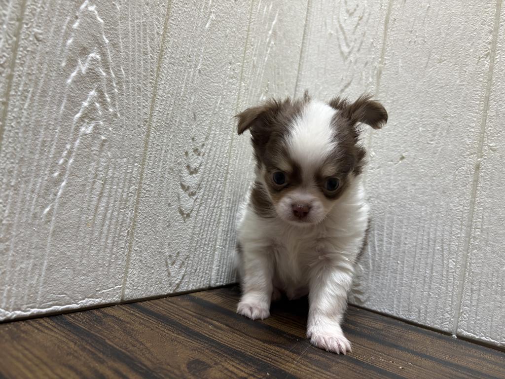 東京都のポメチワ/チワポメ/ポメチー(ポメラニアン×チワワ) (OneBuddy仙川店/2026年1月22日生まれ/男の子/チョコレートタンホワイト)の子犬の3枚目の画像