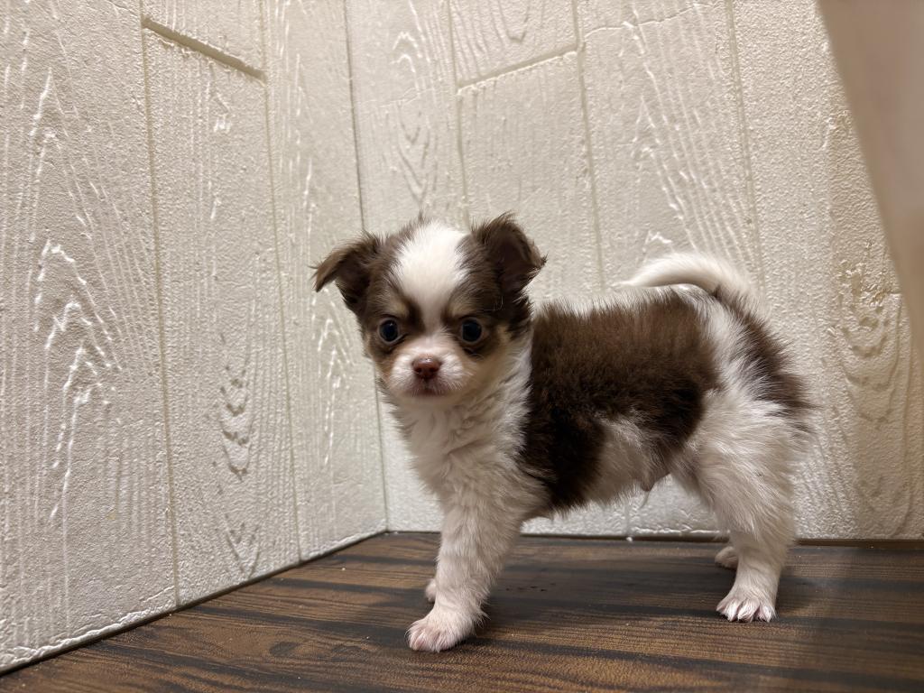 東京都のポメチワ/チワポメ/ポメチー(ポメラニアン×チワワ) (OneBuddy仙川店/2026年1月22日生まれ/男の子/チョコレートタンホワイト)の子犬の4枚目の画像