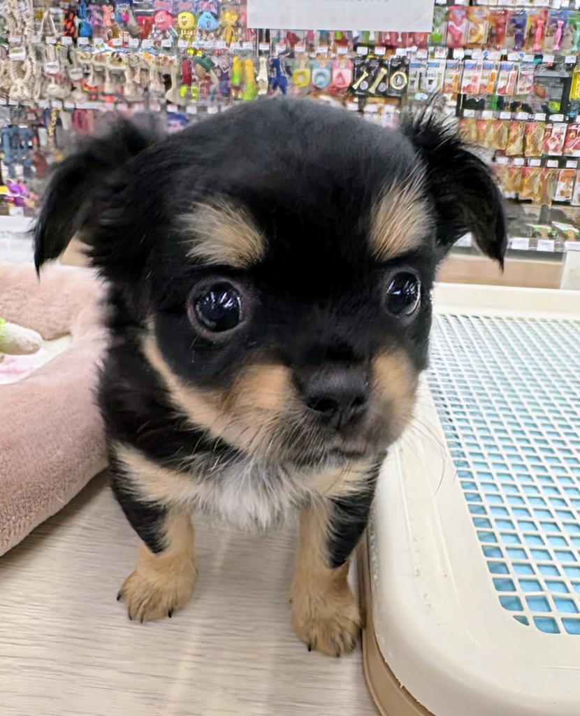 北海道のチワワ(ロング) (ジャパンペッツトレーディング屯田店/2026年1月10日生まれ/男の子/ブラックタンホワイト)の子犬の1枚目の画像