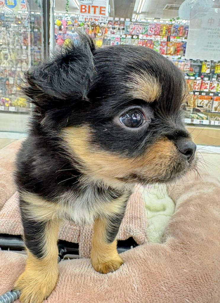 北海道のチワワ(ロング) (ジャパンペッツトレーディング屯田店/2026年1月10日生まれ/男の子/ブラックタンホワイト)の子犬の3枚目の画像