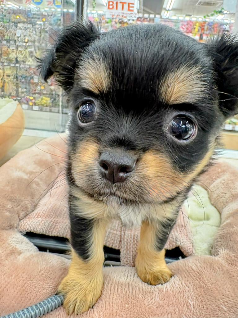 北海道のチワワ(ロング) (ジャパンペッツトレーディング屯田店/2026年1月10日生まれ/男の子/ブラックタンホワイト)の子犬の4枚目の画像