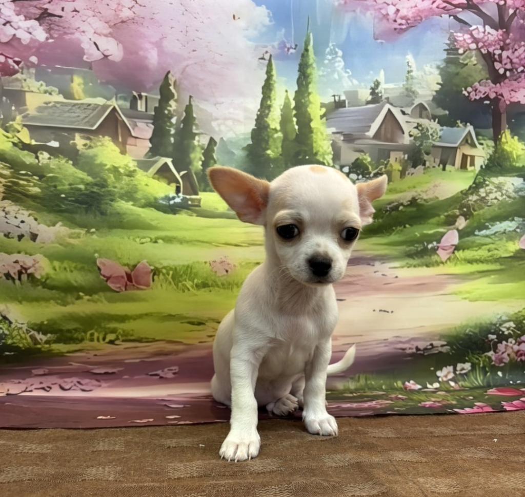 東京都のチワワ(スムース) (OneBuddy町田三輪店/2026年1月17日生まれ/男の子/ホワイトクリーム)の子犬の1枚目の画像