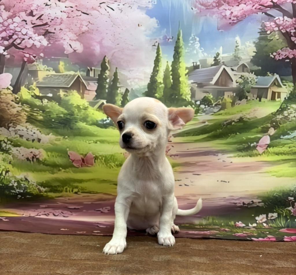 東京都のチワワ(スムース) (OneBuddy町田三輪店/2026年1月17日生まれ/男の子/ホワイトクリーム)の子犬の2枚目の画像