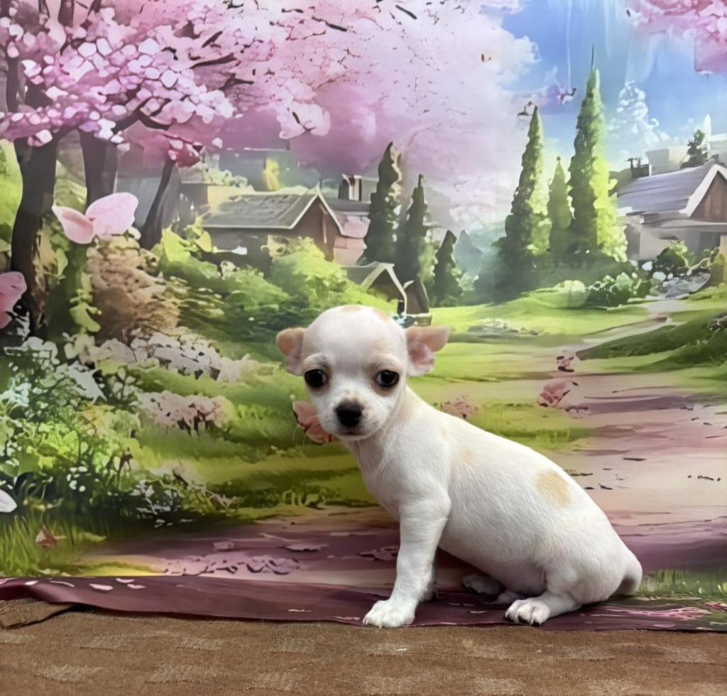 東京都のチワワ(スムース) (OneBuddy町田三輪店/2026年1月17日生まれ/男の子/ホワイトクリーム)の子犬の3枚目の画像