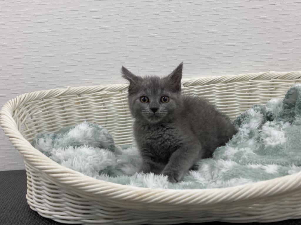 埼玉県のシャルトリュー (OneBuddy宮代店/2026年1月23日生まれ/女の子/ブルー)の子猫の1枚目の画像