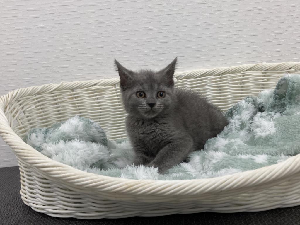 埼玉県のシャルトリュー (OneBuddy宮代店/2026年1月23日生まれ/女の子/ブルー)の子猫の2枚目の画像