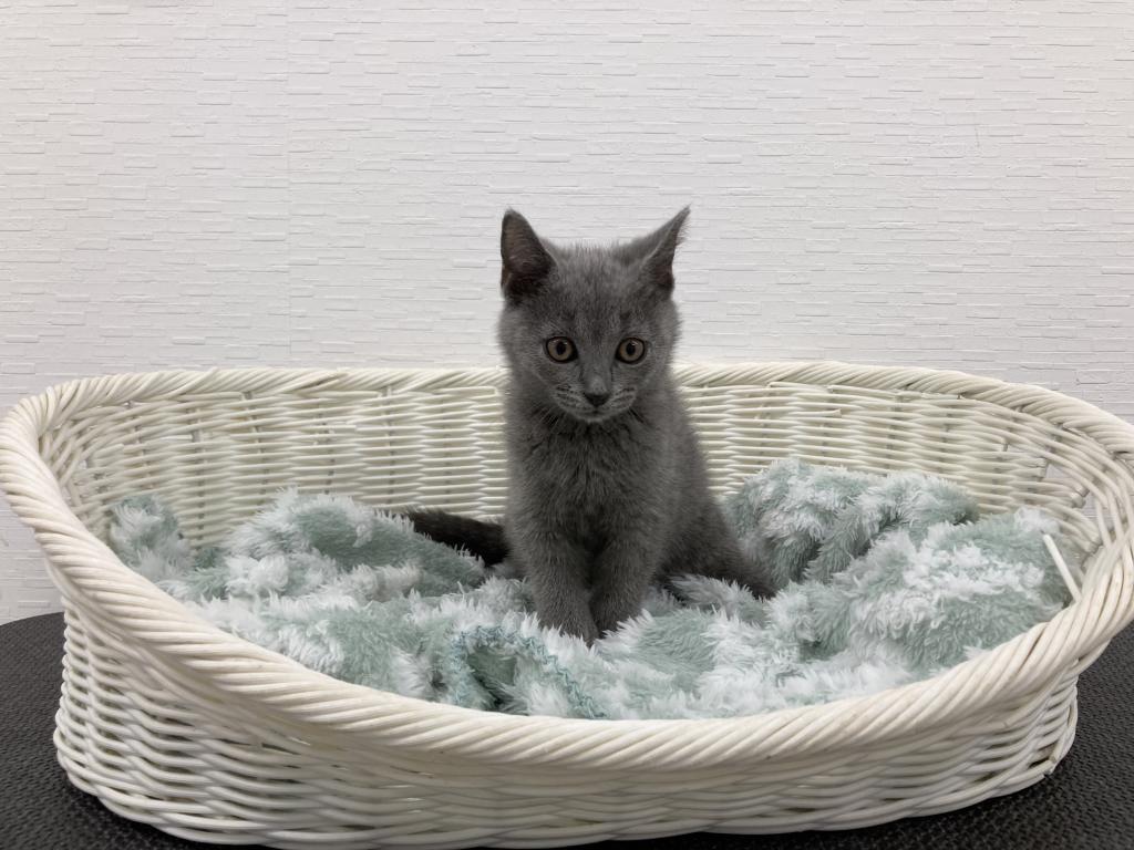 埼玉県のシャルトリュー (OneBuddy宮代店/2026年1月23日生まれ/女の子/ブルー)の子猫の3枚目の画像