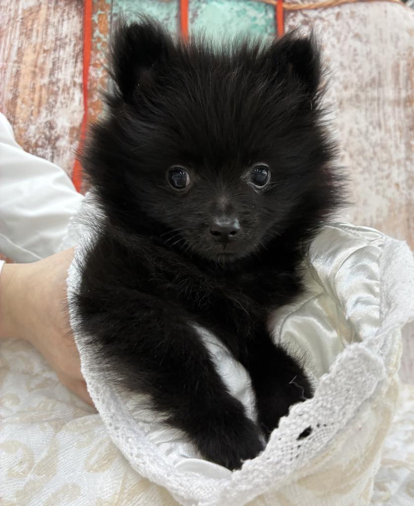 北海道のポメラニアン (ジャパンペッツトレーディング伏古店/2026年1月25日生まれ/男の子/ブラック)の子犬