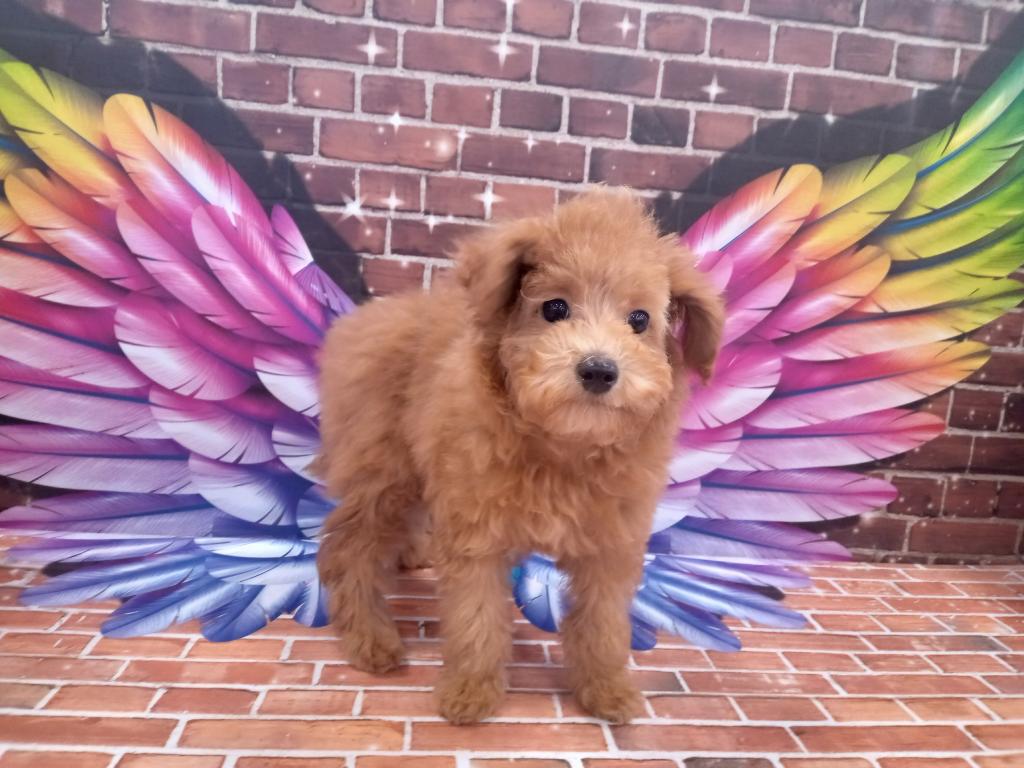茨城県のトイプードル(トイ) (OneBuddyトモニー水戸店/2026年1月23日生まれ/男の子/レッド)の子犬