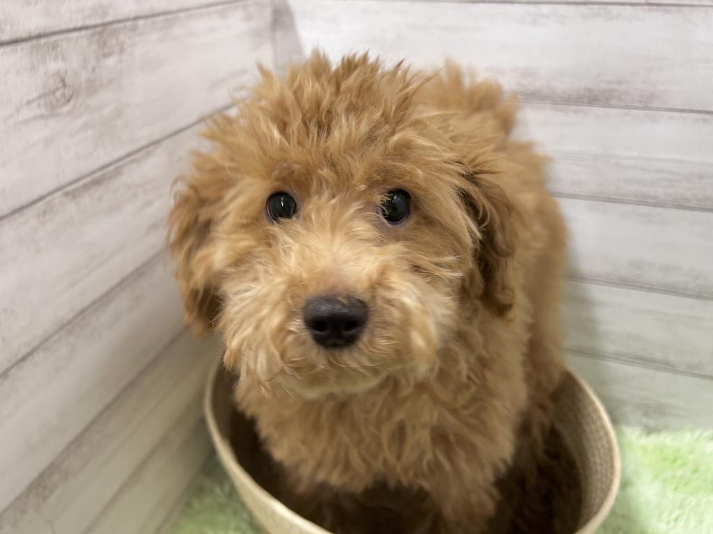 茨城県のトイプードル(トイ) (OneBuddyトモニーつくば店/2026年1月23日生まれ/男の子/レッド)の子犬の1枚目の画像