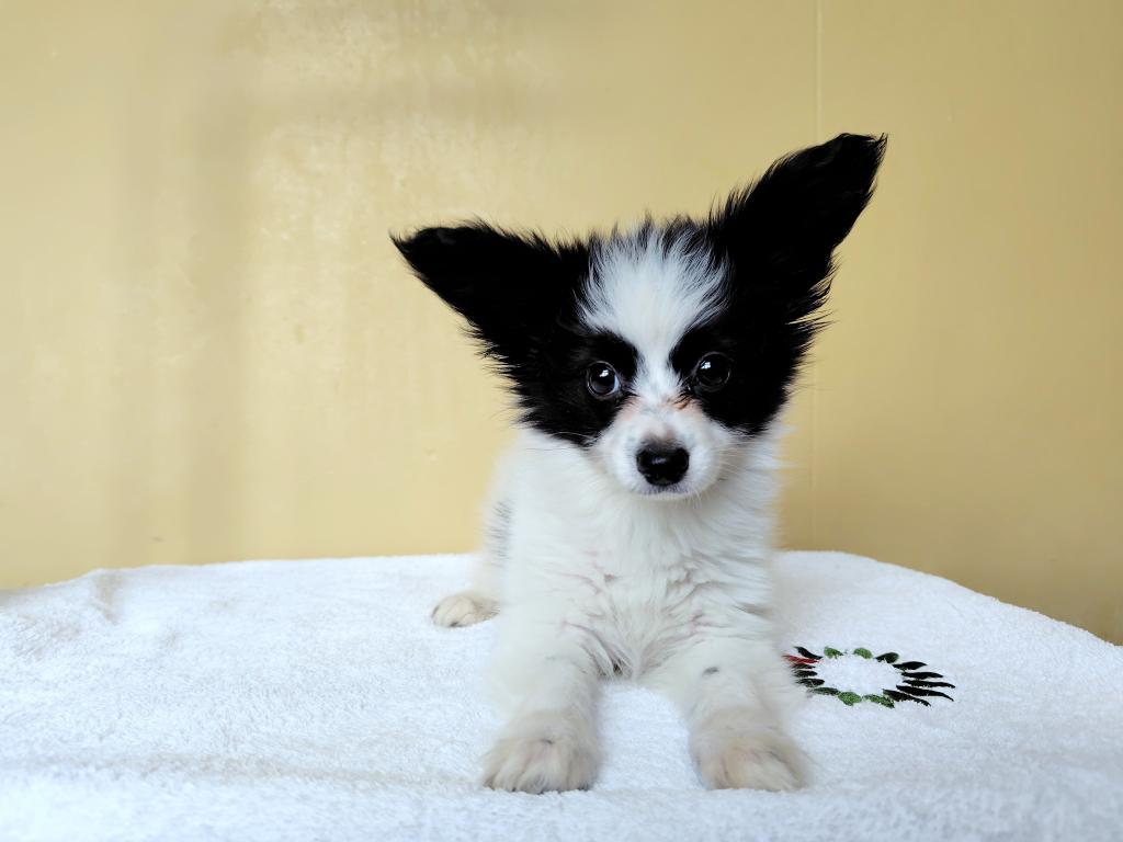 茨城県のパピヨン (OneBuddyトモニー水戸店/2026年1月20日生まれ/女の子/ブラックホワイト)の子犬