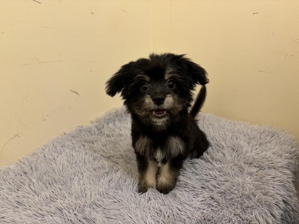 埼玉県のハーフ犬・ミックス犬 (ペットプラザ越谷大里店/2026年4月9日生まれ/男の子/ブラックタン)の子犬の2枚目の画像