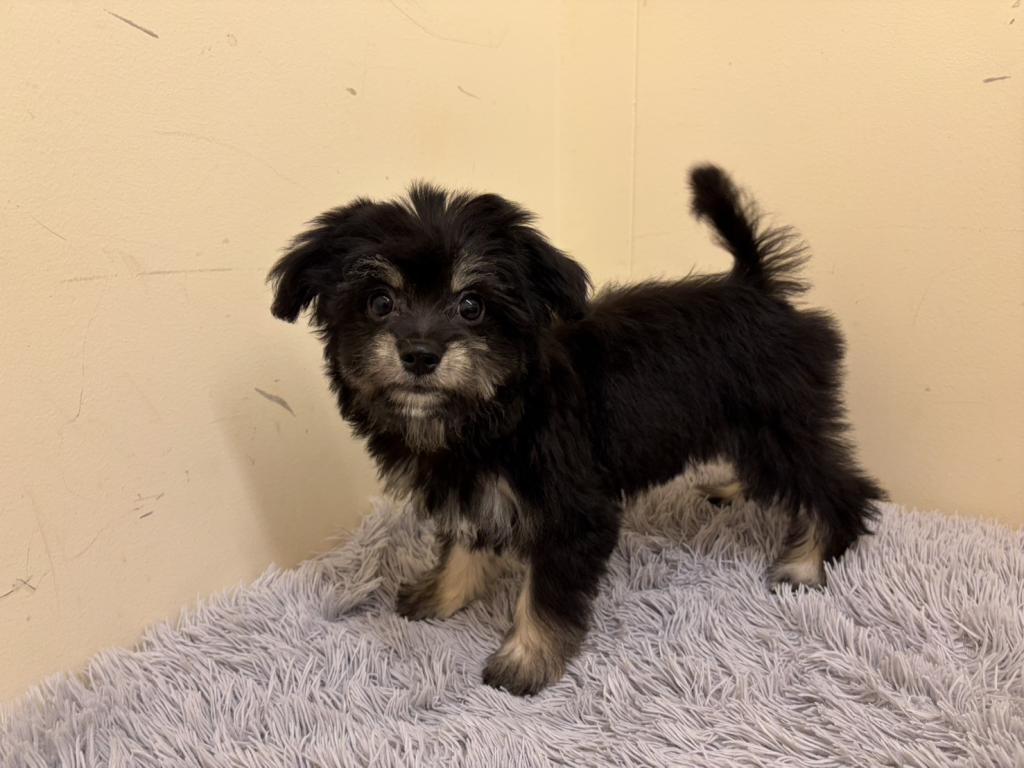埼玉県のハーフ犬・ミックス犬 (ペットプラザ越谷大里店/2026年4月9日生まれ/男の子/ブラックタン)の子犬の3枚目の画像