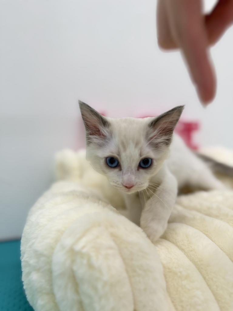 茨城県のラグドール (OneBuddy水戸南店/2026年1月3日生まれ/女の子/ブルーポイントバイカラー)の子猫