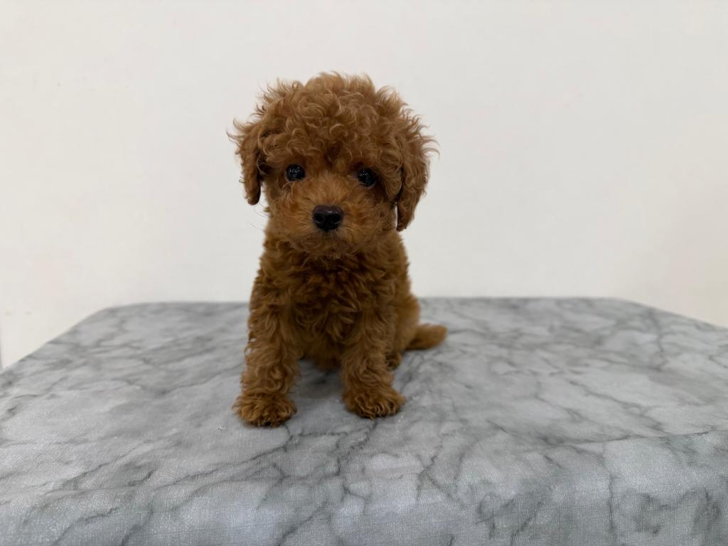 2026年1月2日生まれのトイプードル(トイ)