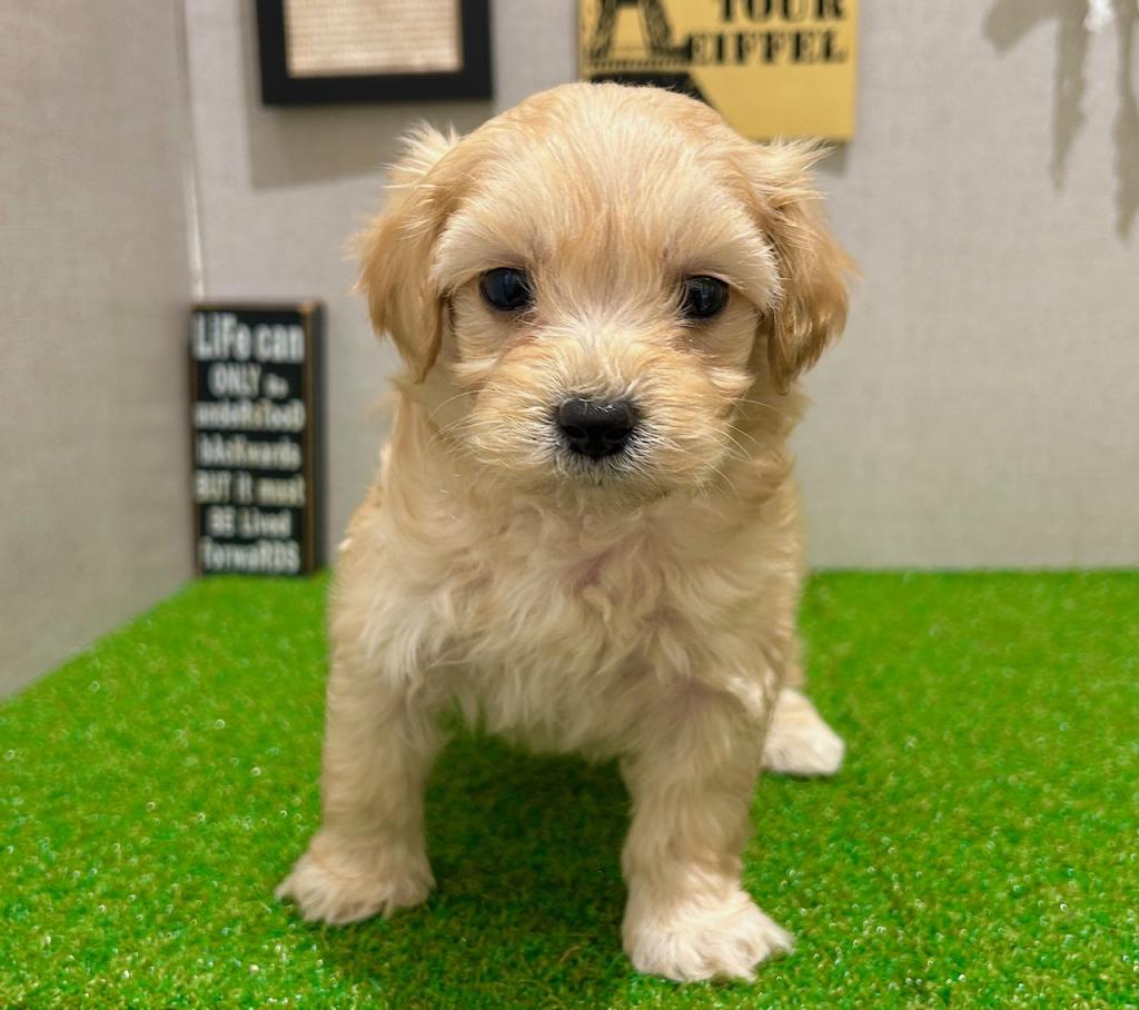 茨城県のハーフ犬・ミックス犬 (ペッツワン水戸店/2026年3月7日生まれ/男の子/アプリコット)の子犬の2枚目の画像