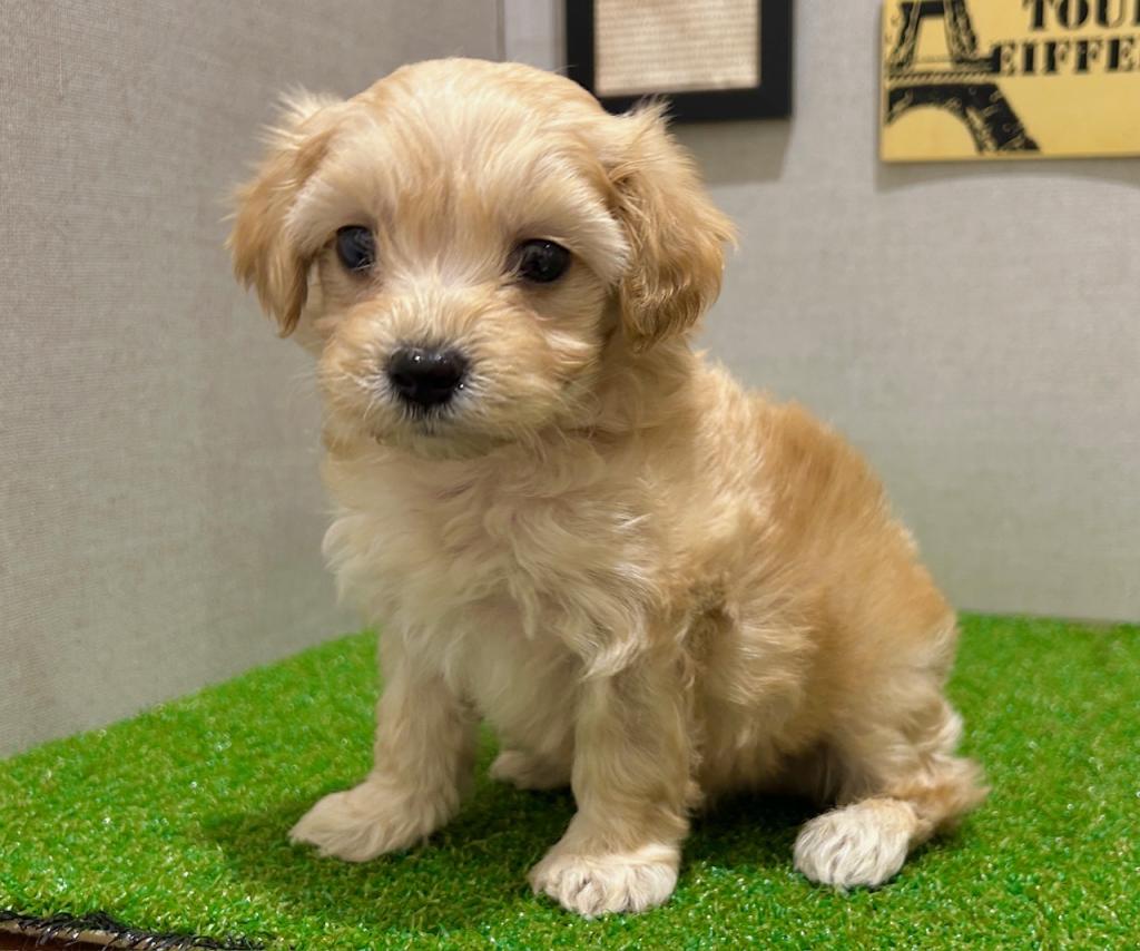 茨城県のハーフ犬・ミックス犬 (ペッツワン水戸店/2026年3月7日生まれ/男の子/アプリコット)の子犬の3枚目の画像