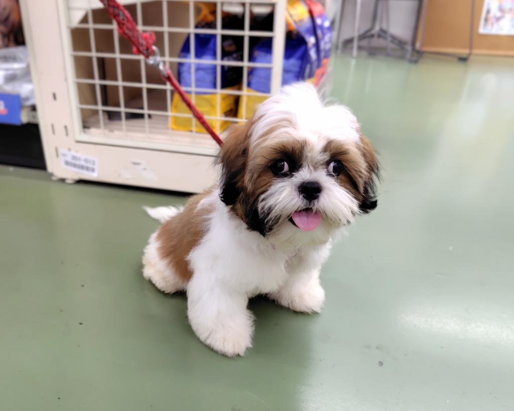 茨城県のシーズー (OneBuddyトモニー水戸店/2026年4月9日生まれ/男の子/ゴールドホワイト)の子犬