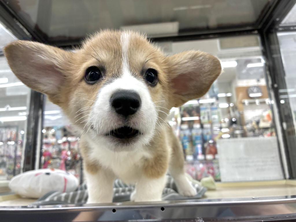 北海道のウェルシュコーギーペンブローク (ジャパンペッツトレーディング新発寒店/2026年3月12日生まれ/男の子/レッドホワイト)の子犬の2枚目の画像