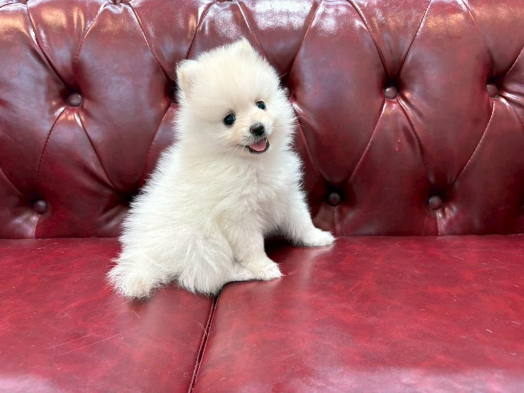 茨城県のポメラニアン (OneBuddy佐原東店/2026年3月27日生まれ/男の子/クリーム)の子犬