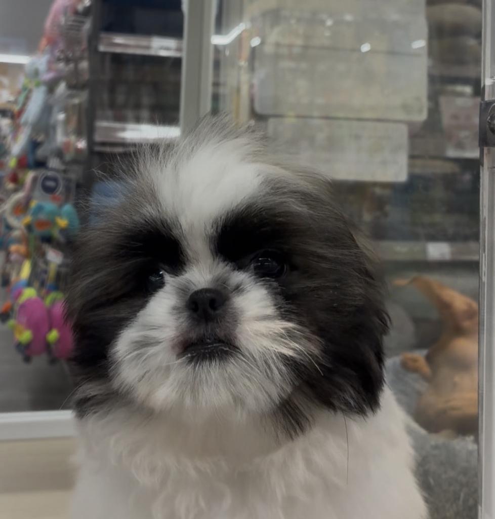 北海道のハーフ犬・ミックス犬 (ジャパンペッツトレーディング西岡店/2026年6月13日生まれ/男の子/その他色)の子犬の2枚目の画像