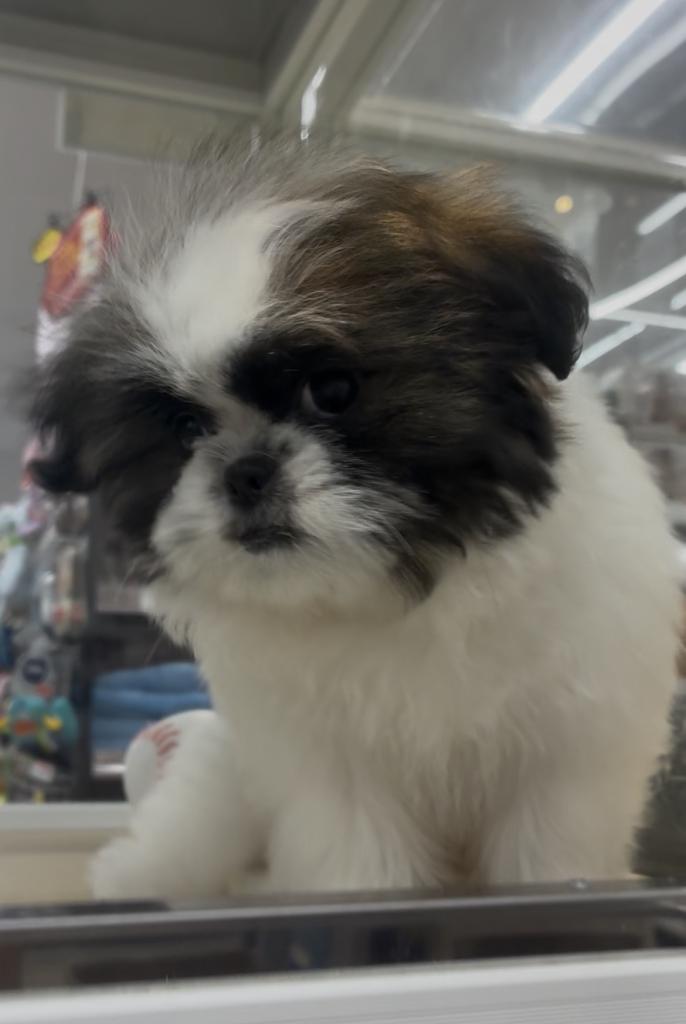 北海道のハーフ犬・ミックス犬 (ジャパンペッツトレーディング西岡店/2026年6月13日生まれ/男の子/その他色)の子犬の3枚目の画像