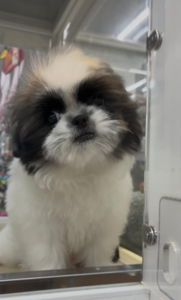 北海道のハーフ犬・ミックス犬 (ジャパンペッツトレーディング西岡店/2026年6月13日生まれ/男の子/その他色)の子犬の4枚目の画像