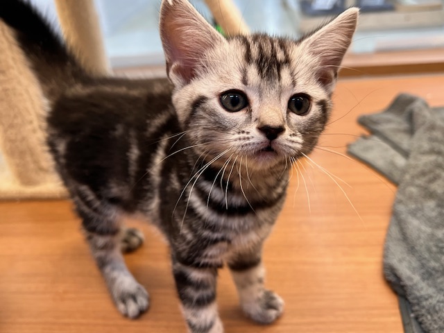 茨城県のアメリカンショートヘアー (OneBuddyトモニーつくば店/2026年2月18日生まれ/女の子/シルバータビー)の子猫の2枚目の画像