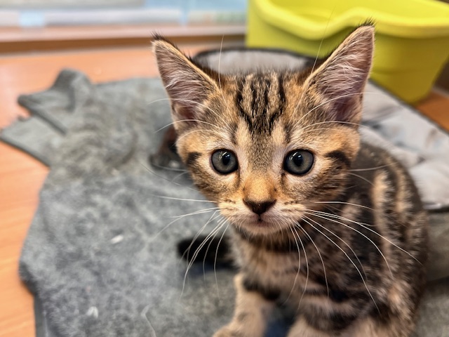 茨城県のアメリカンショートヘアー (OneBuddyトモニーつくば店/2026年2月18日生まれ/女の子/ブラウンタビー)の子猫の2枚目の画像